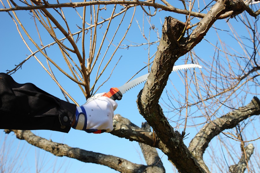 Ručna pila zakrivljena Silky Tsurugi Curve 330-7.5, 1.6mm - Slika 4